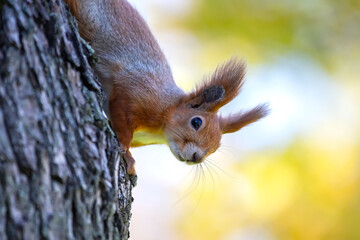 squirrel in the park on a tree. animals in nature - obrazy, fototapety, plakaty