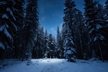 Fototapeta na wymiar forest covered in snow under a moonlit sky