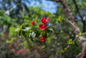 Red Bougainvillea, thorny ornamental vines, bushes,   Nyctaginaceae. Red flowers in the Spring season