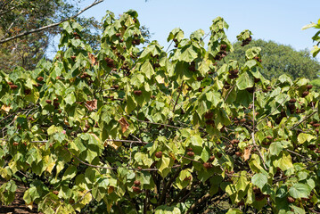 Fototapeta na wymiar Dombeya wallichii, Astrapeia, Astrapeia Dombeya wallichii, flowering shrub, pinkball, pinkball tree, tropical hydrangea