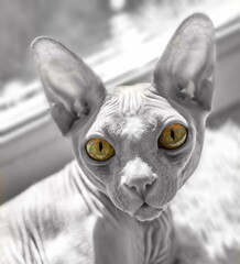 Black and white portrait of a Sphynx cat