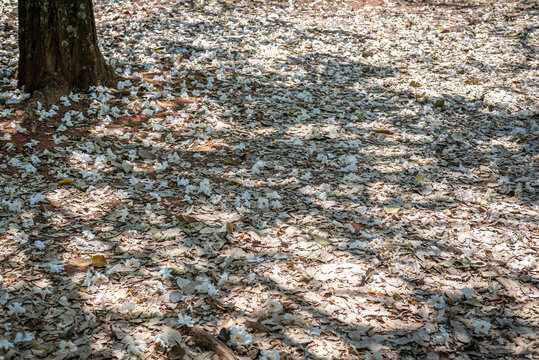 Tabebuia roseoalba, White ipe, ipe branco, lapacho blanco, plant native to Brazil