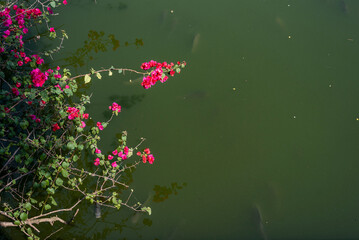 Red Bougainvillea, thorny ornamental vines, bushes,   Nyctaginaceae. Red flowers in the Spring season on the lake with fishes