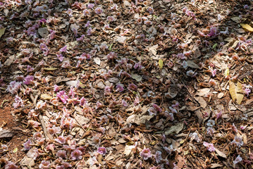 Foliage on the ground, white flowers, pink flowers, fall, autumn, fallen flowers, Handroanthus heptaphyllus, tabebuia roseoalba, ipe rosa, pink ipe, ipe branco, white ipe,