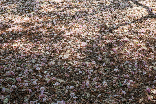 Foliage on the ground, white flowers, pink flowers, fall, autumn, fallen flowers, Handroanthus heptaphyllus, tabebuia roseoalba, ipe rosa, pink ipe, ipe branco, white ipe,