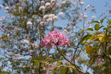 Handroanthus impetiginosus, the pink ipê, pink lapacho or pink trumpet tree, ipe rosa, Tabebuia...