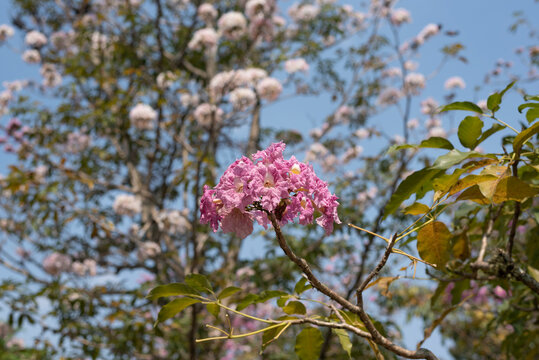 Handroanthus impetiginosus, the pink ipê, pink lapacho or pink trumpet tree, ipe rosa, Tabebuia roseo-alba, ipe branco, lapacho blanco