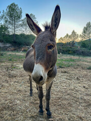 Donkey, Jack, Jenny, Jennet, Burro, Mule, Ass, Ase, Ruc. Donkeys in Natural Settings