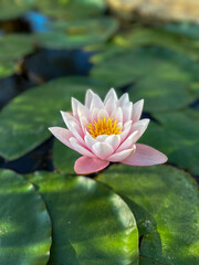 Tranquil Lotus Bloom. Nelumbo Nucifera.Loto. Lotus flower.water lily. Flor de loto.