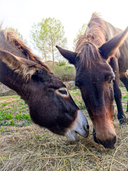 Naklejka na ściany i meble Harmonious Grazing: Mule and Donkey in the Forest. Hybrid. Pack animal. Ass. Burro. Jackstock.