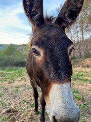 Donkey, Jack, Jenny, Jennet, Burro, Mule, Ass, Ase, Ruc. Donkeys in Natural Settings