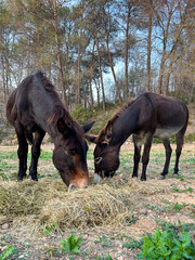 Harmonious Grazing: Mule and Donkey in the Forest. Hybrid. Pack animal. Ass. Burro. Jackstock.