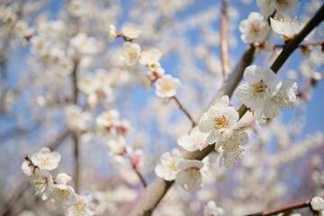 美しい白色の梅の花びら