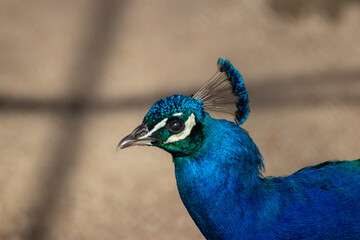 Pavo cristatus