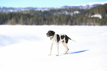 Dog english pointer 