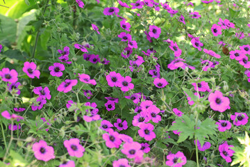 Fototapeta premium Pink Hardy geranium cranesbill 'Giuseppii' in flower.