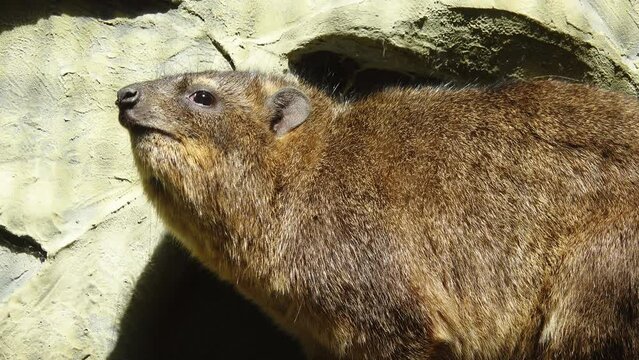 rock hyrax close up outdoor