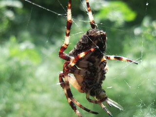 Spider big plan.