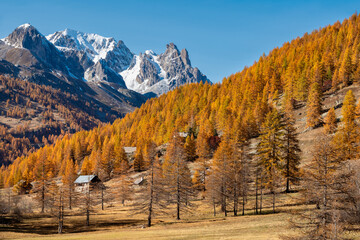 Claree Valley larch trees in autumn colors with Main de Crepin mountain peak. Cerces Massif, Nevache, Hautes Alpes. Alps, France - 662727168