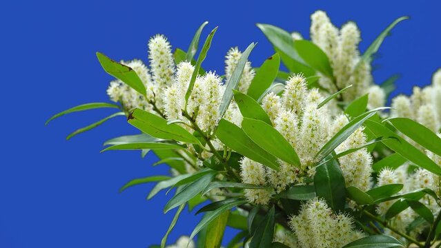 Beautiful wild black cherry (prunus serotine) on a blue screen in a garden on a farm. singing birds