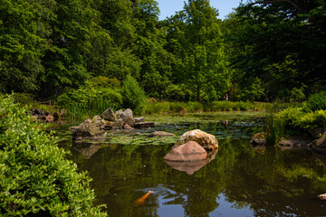 Fototapeta na wymiar Pond at Japanese Garden in Wroclaw, Poland. The garden was founded in the years 1909–1913 as an exotic botanical garden and is located in the Srodmiescie district, near the Centennial Hall.