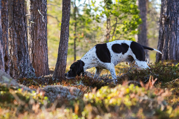 Dog english pointer