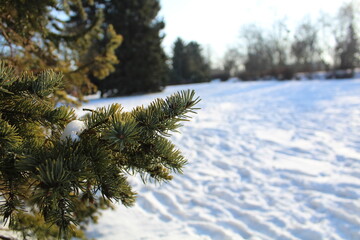pine tree in snow