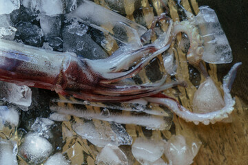 Fresh squid with crushed ice on a dark background.