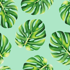 Watercolor seamless pattern with realistic tropical illustration of monstera isolated on white...