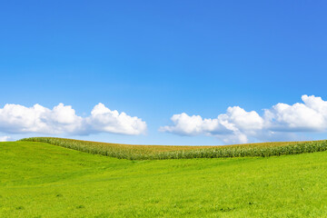夏の北海道美瑛・富良野　広大なとうもろこし畑