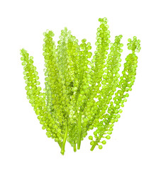 set of sea grapes ( green caviar ) seaweed on transparent png © sommai