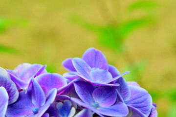 公園内に綺麗に咲く紫陽花