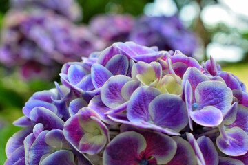 公園内に綺麗に咲く紫陽花