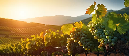 Foto op Plexiglas Blurry sunset background behind vineyards With copyspace for text © 2rogan