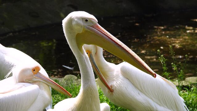 pink pelican in natural conditions
