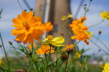 一輪の花・オレンジの美しいコスモス © Yumarumi