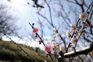 逆光に照らされる梅の花