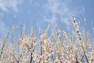 空に伸びる美しい白梅の木
