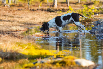 Dog english pointer