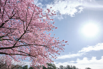 太陽に照らされる河津桜