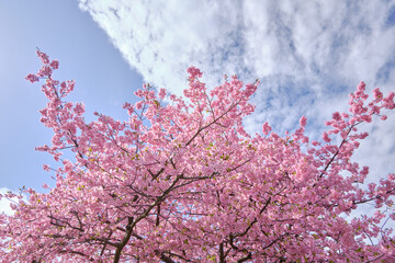 ピンク色の綺麗な河津桜