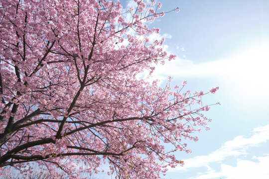 淡い綺麗な河津桜
