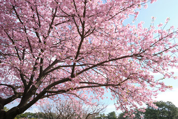 Obraz premium 見頃を迎えた美しい河津桜の風景