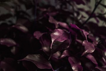 pink leaves of a houseplant. close-up of leaves of a pink plant. pink plant leaves background