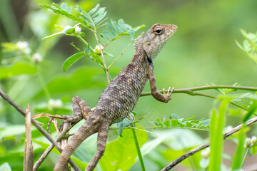 Closeup young Oriental garden or Eastern garden or Changeable lizard, Chameleon with natural green leaves in the background