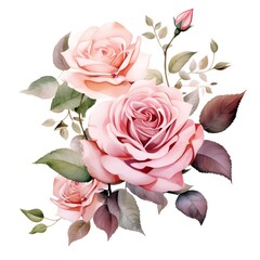 Watercolor painting of pink flowers, roses on a white background. For designing wedding cards, posters, congratulations cards.