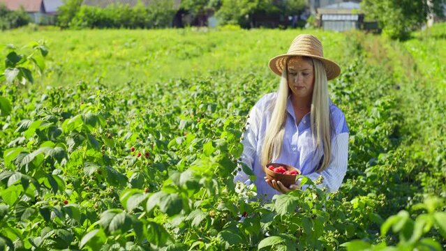 A beautiful woman in a hat is picking raspberries among the bushes. A juicy berry ripens under the bright sun. High quality 4k footage