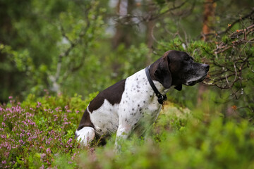 Dog english pointer 