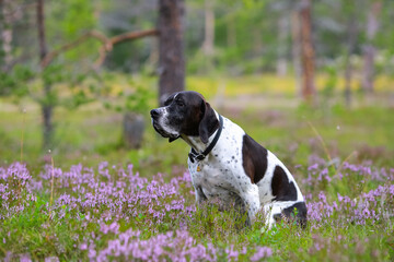 Dog english pointer 