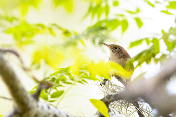 A house wren (Troglodytes aedon), a cute little bird, in Sarasota, Florida
